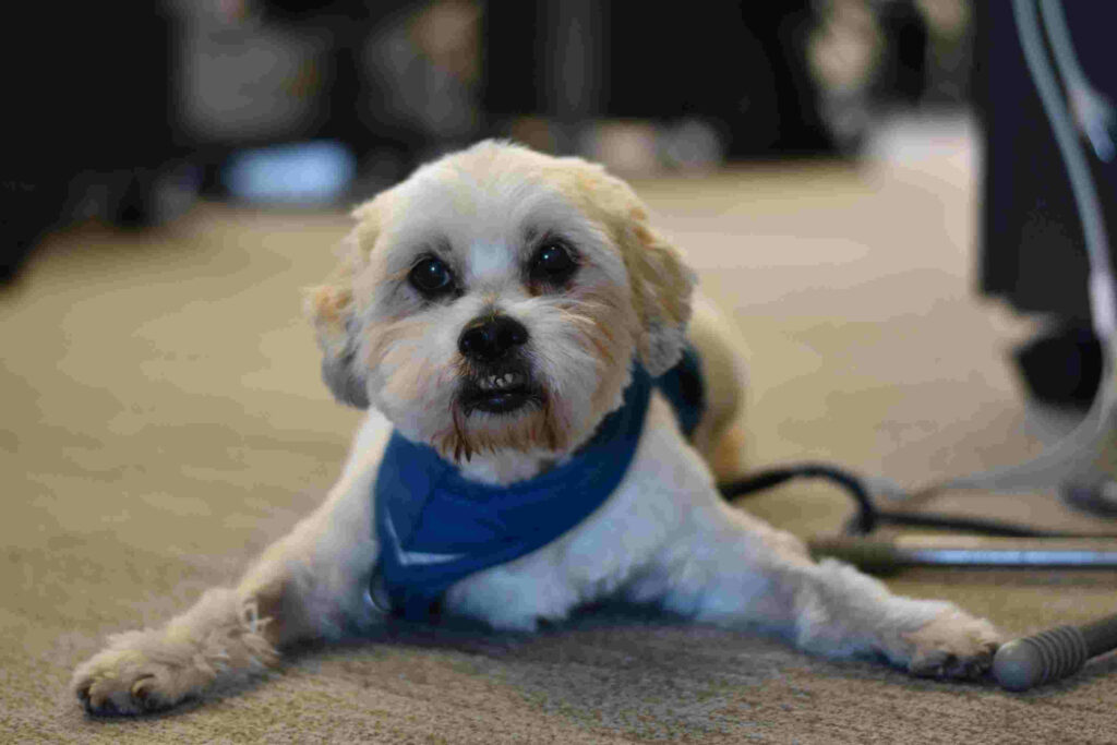 An office dog sporting an Evocalize-blue scarf